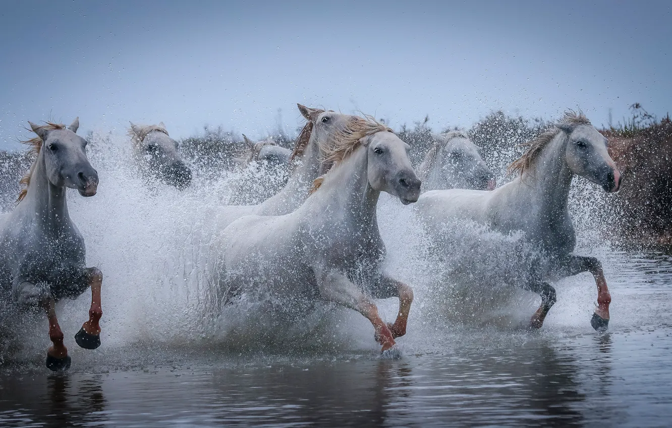 Photo wallpaper squirt, horses, horse, running, white, pond, the herd