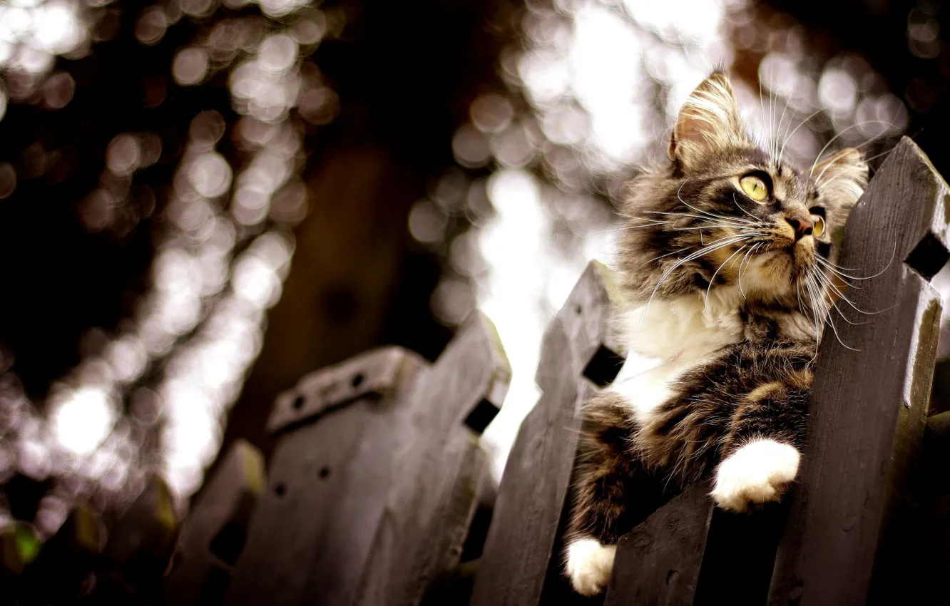 Photo wallpaper cat, the fence, blur, bokeh