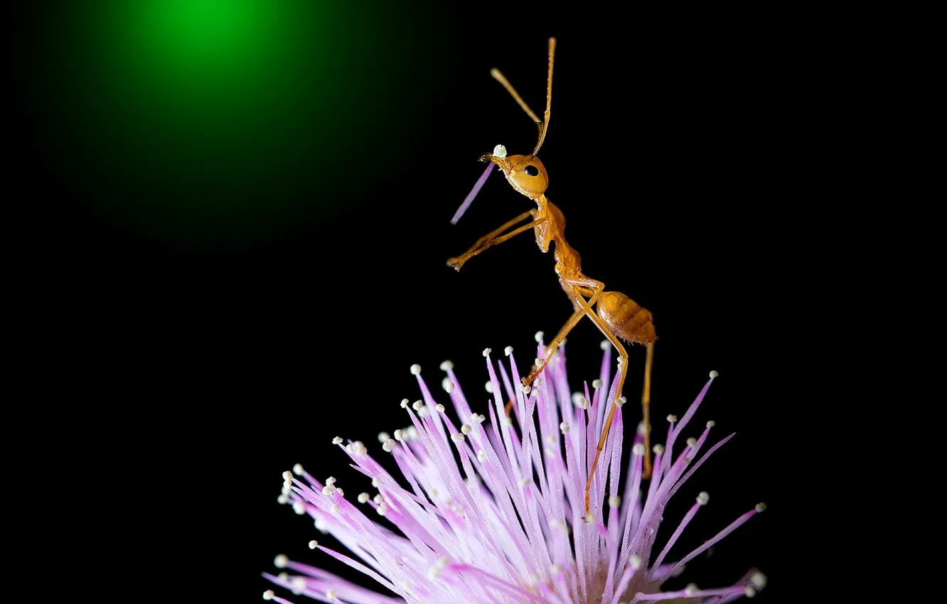 Photo wallpaper macro, flowers, pose, petals, ants, insect, red, pink