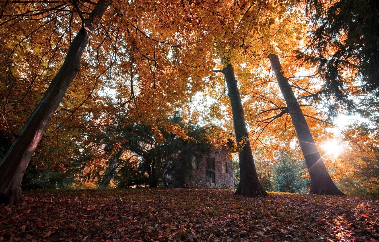 Photo wallpaper autumn, forest, leaves, trees, Park, colorful, forest, landscape