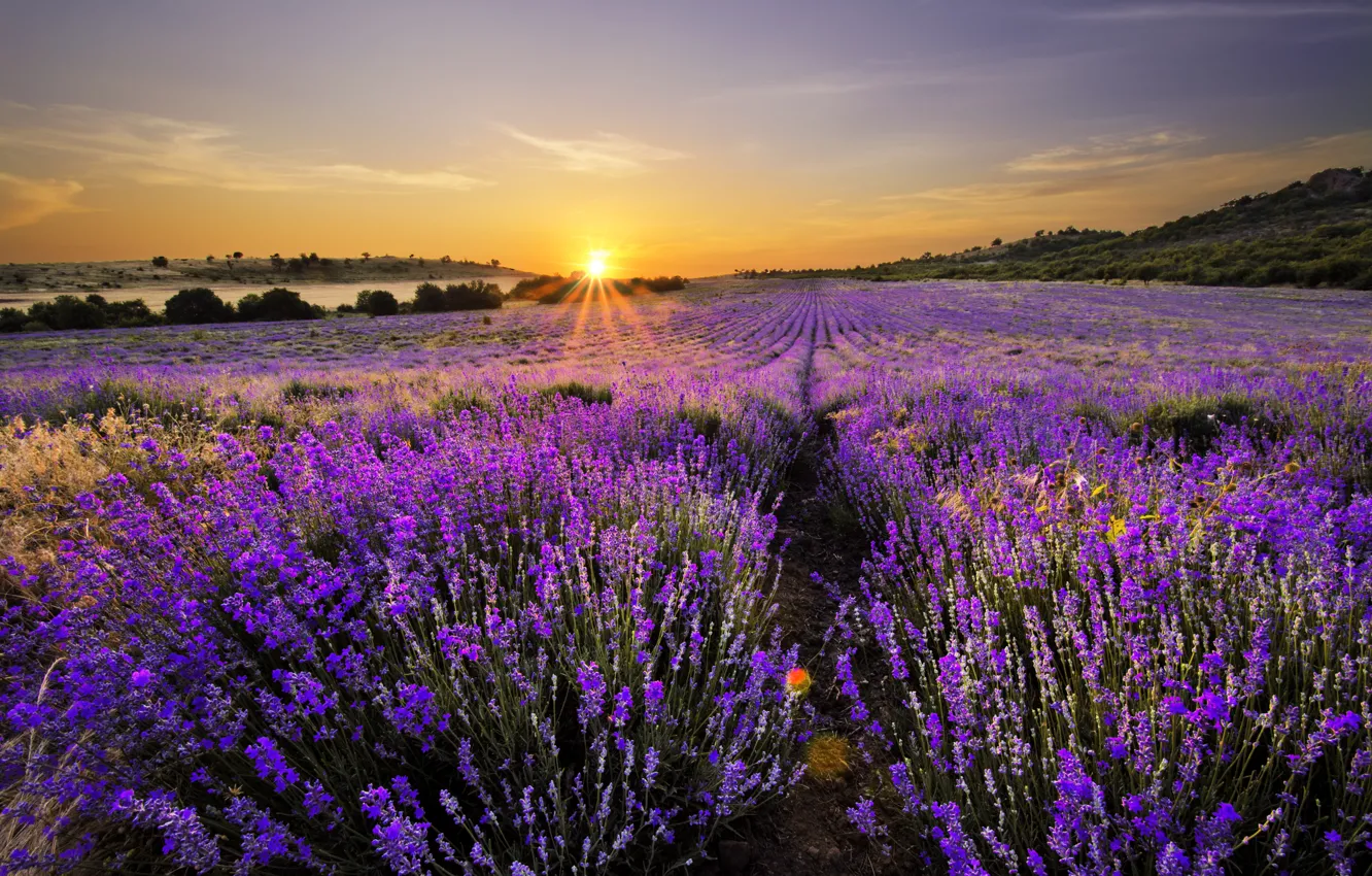 Photo wallpaper landscape, nature, flowering, landscape, nature, bloom, lavender field, lavender field