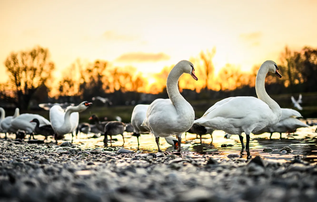 Photo wallpaper the sky, light, sunset, pebbles, lake, dawn, bird, shore