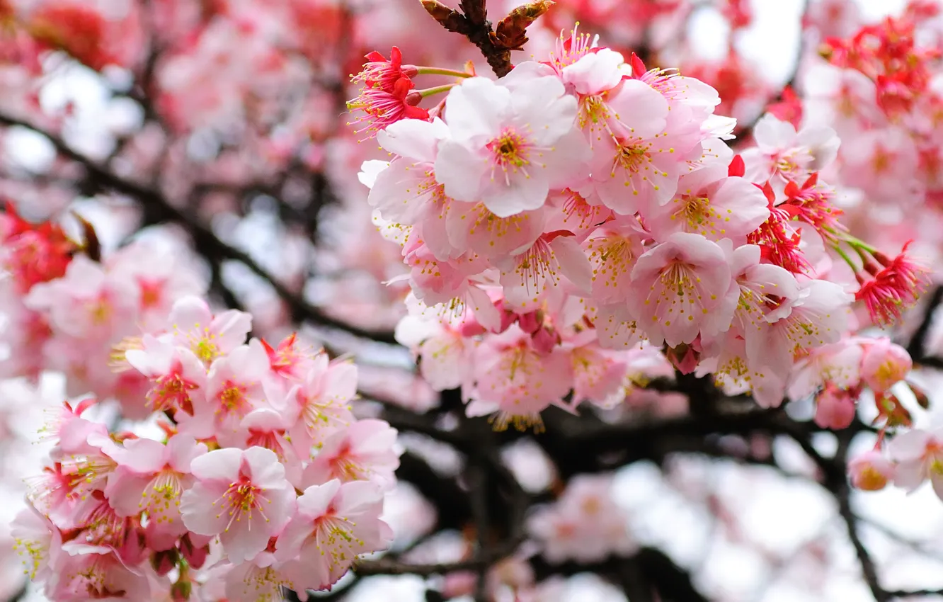 Photo wallpaper branches, Sakura, blur, flowering