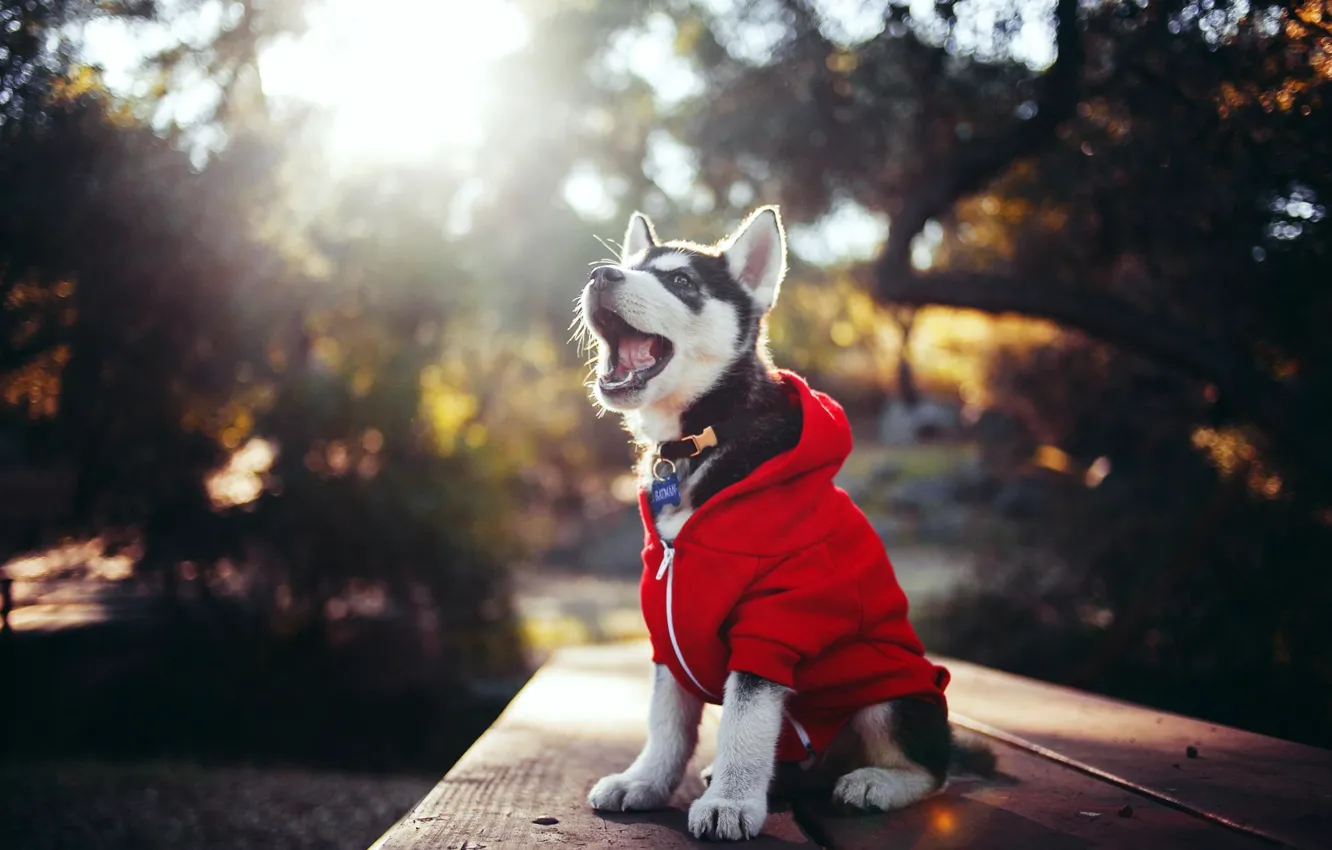 Photo wallpaper clothing, puppy, husky