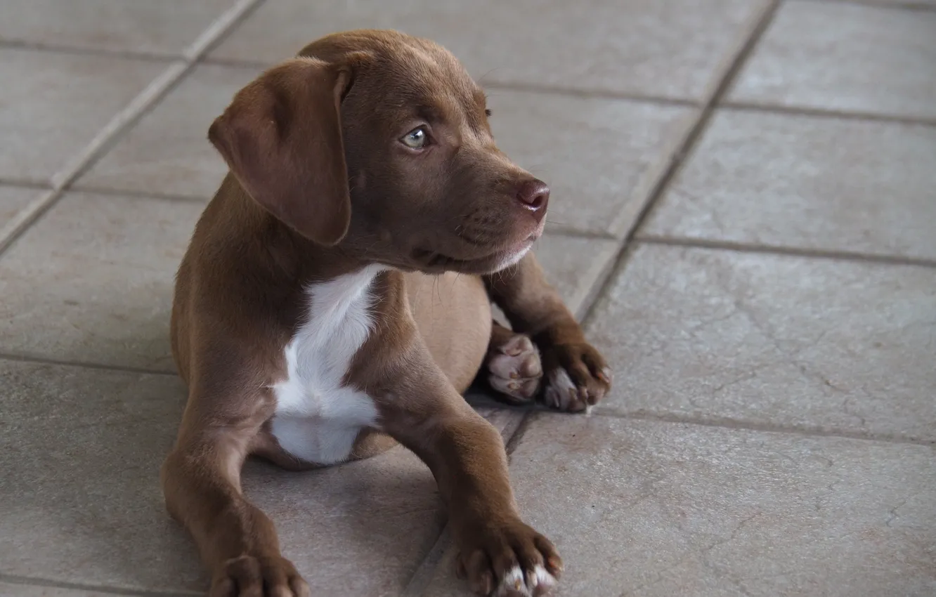 Photo wallpaper dog, puppy, brown