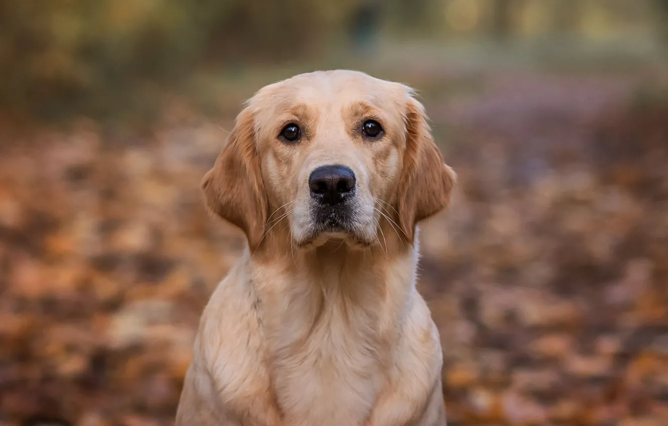 Photo wallpaper autumn, look, face, Park, portrait, dog, bokeh, Retriever
