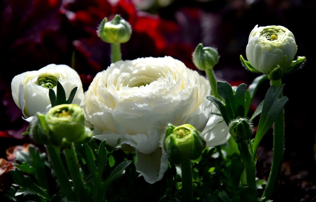 Photo wallpaper macro, flowers, garden, white, buds, buttercups, Ranunculus