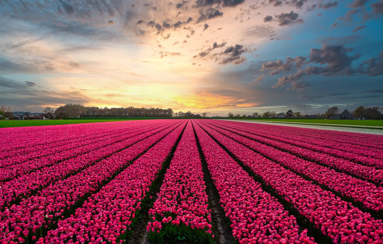 Photo wallpaper field, the sky, clouds, flowers, strip, view, spring, dal