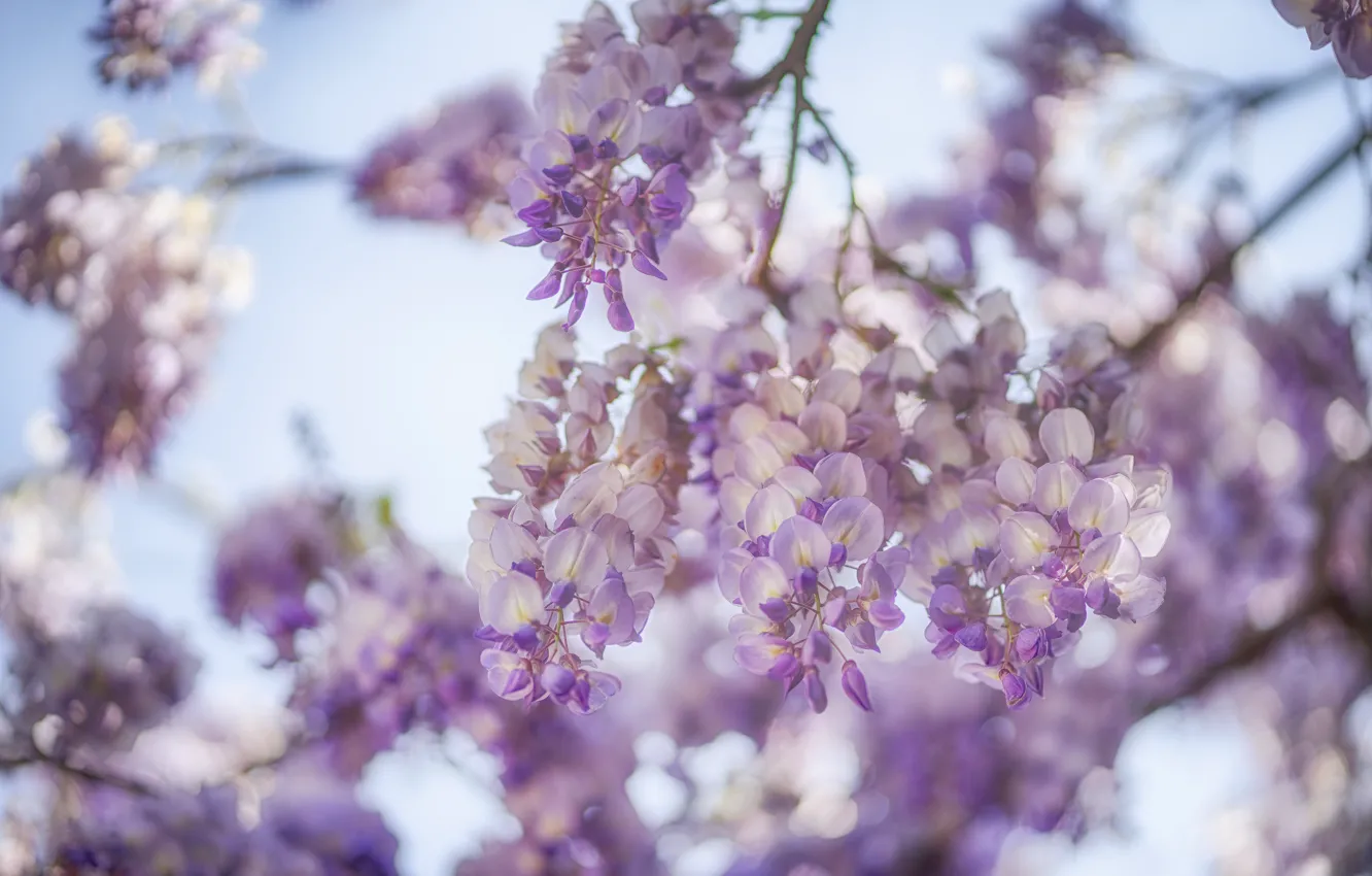 Photo wallpaper the sky, light, flowers, branches, tenderness, blur, lilac, bokeh