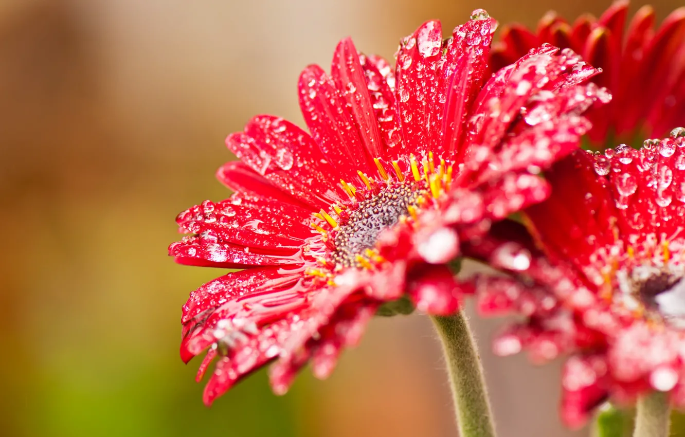 Photo wallpaper flower, drops, red, nectar, windows, beta, wcp, 8220