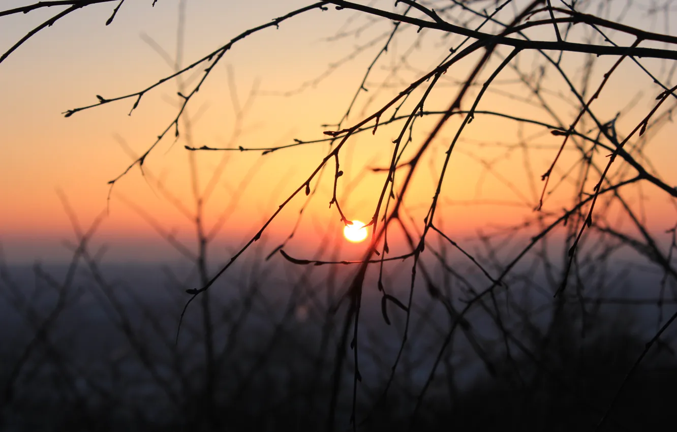 Photo wallpaper cold, winter, the sky, the sun, trees, branches, Sunset