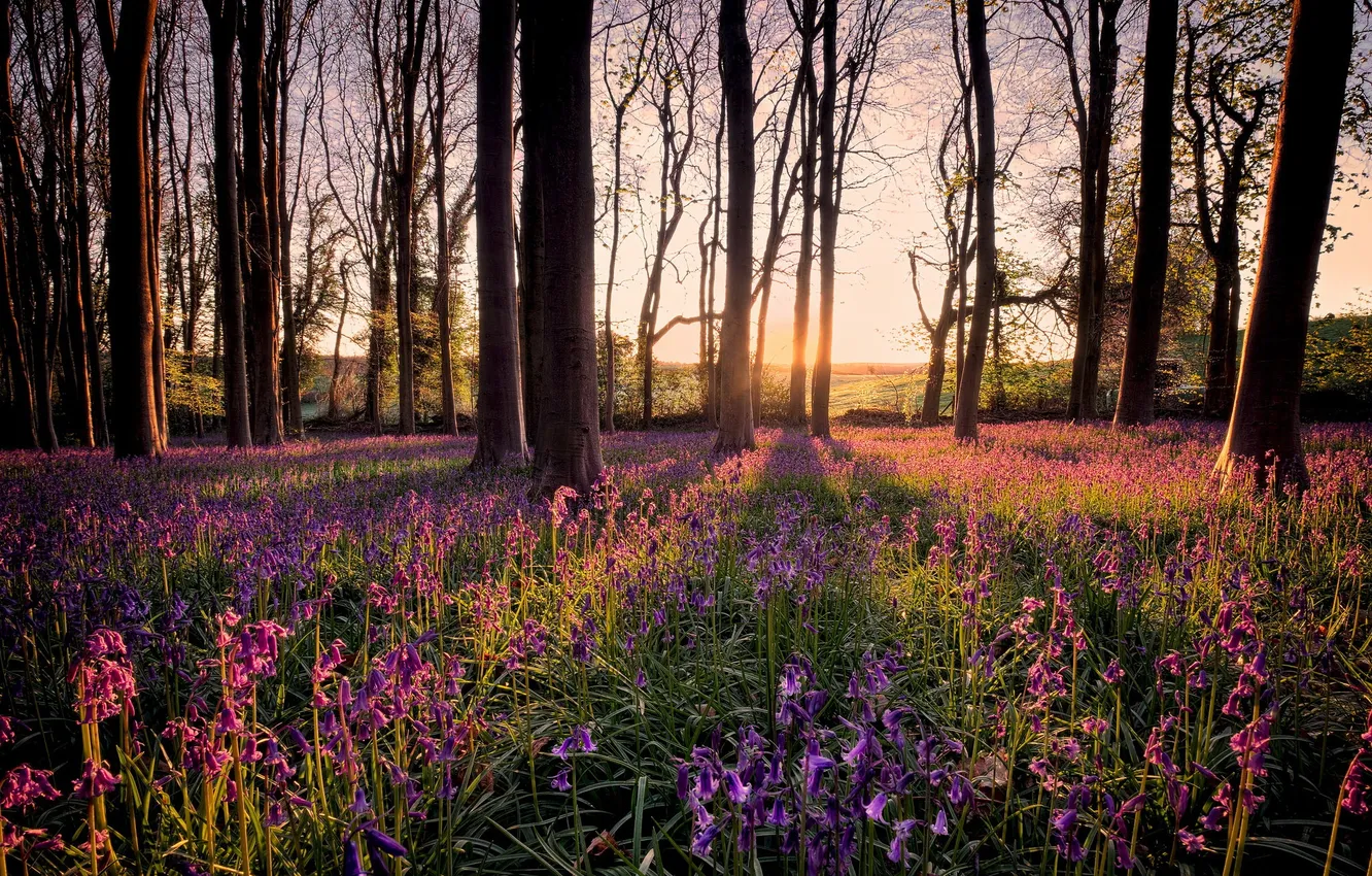 Photo wallpaper light, trees, flowers, morning