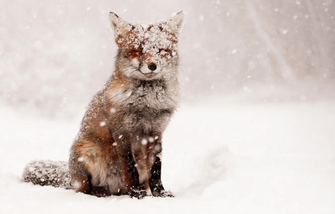 Photo wallpaper Fox, Winter, Snow