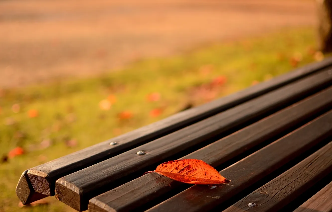 Photo wallpaper macro, bench, background, Wallpaper, blur, shop, leaf, wallpaper