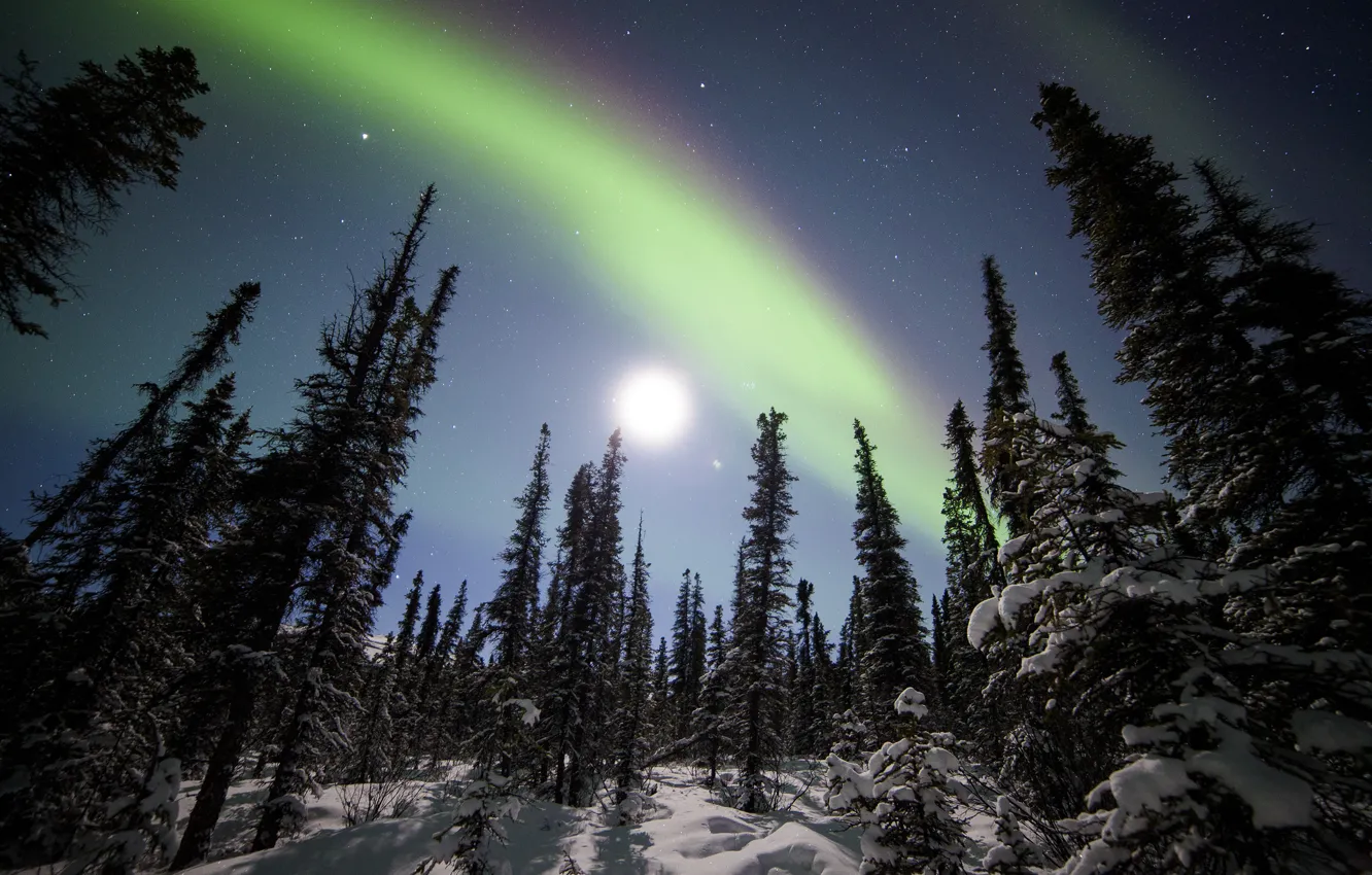 Photo wallpaper winter, forest, snow, trees, stars, Northern lights, ate, Alaska
