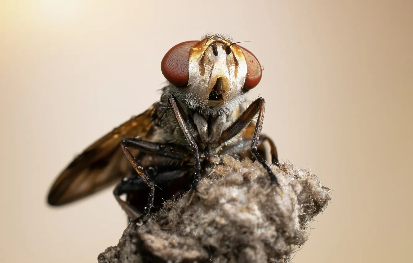 Photo wallpaper eyes, fly, insect