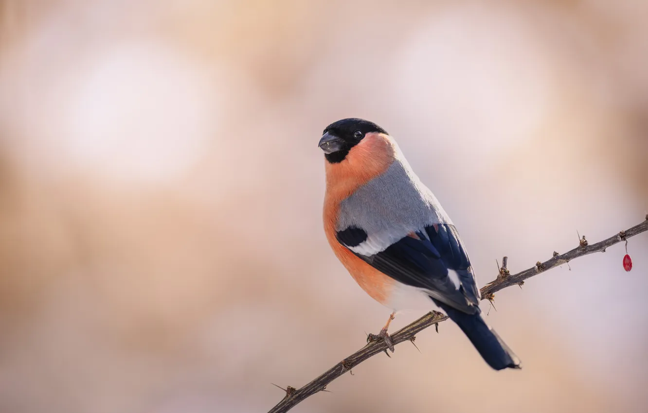 Photo wallpaper branches, background, bird, bullfinch