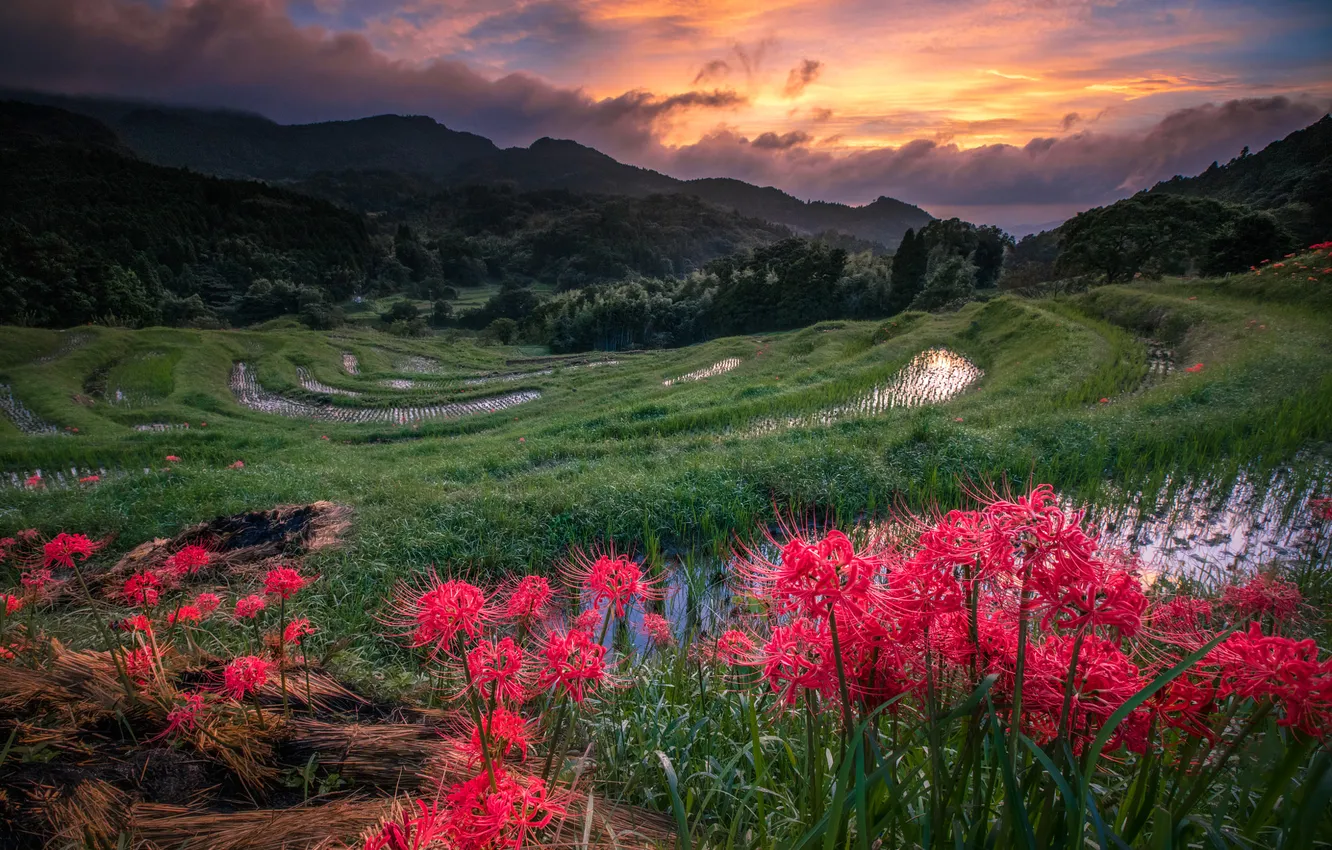 Photo wallpaper flowers, mountains, hills, Asia, he lost his parents,