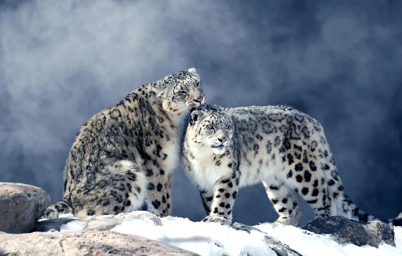 Photo wallpaper winter, snow, fog, stones, pair, snow leopard, two, snow leopards