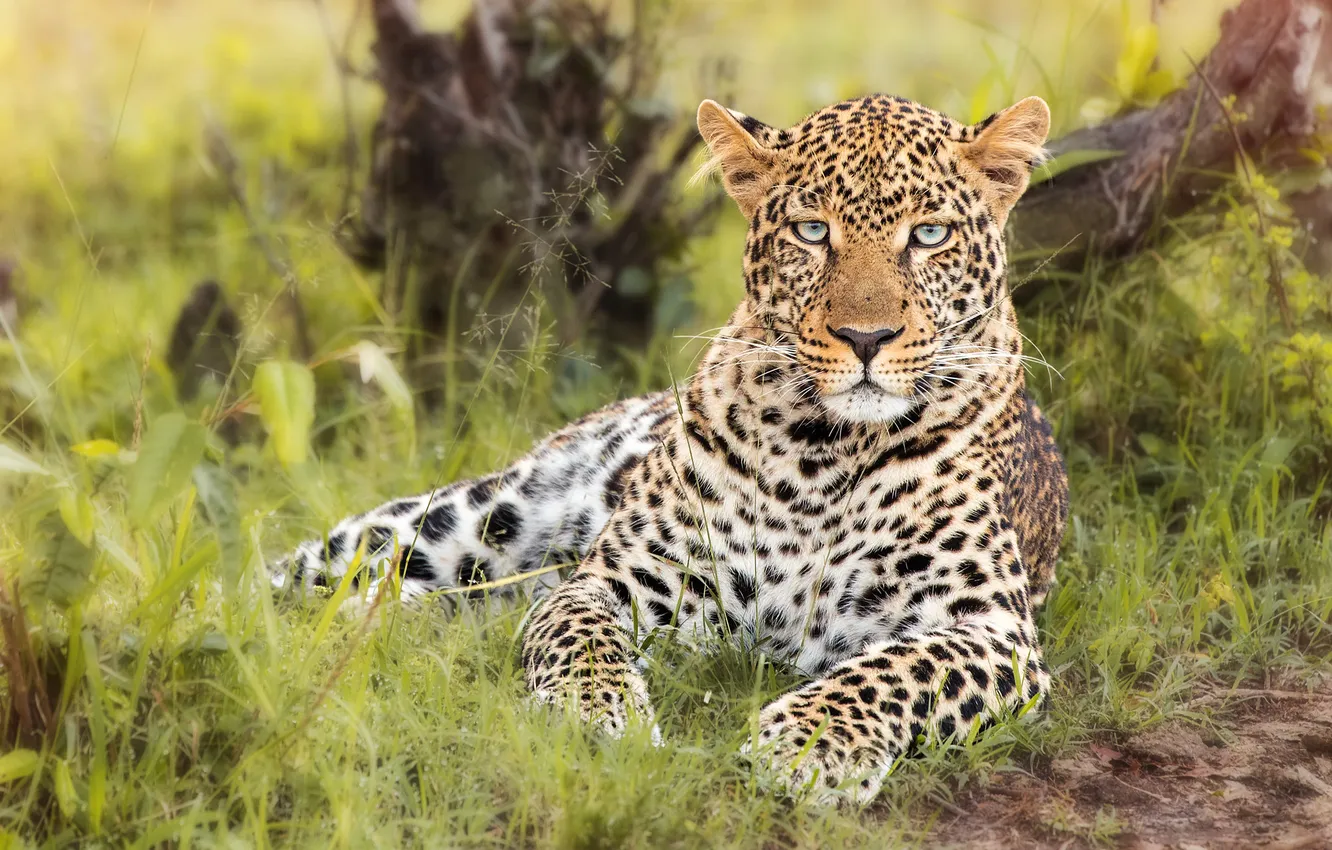 Photo wallpaper leopard, look, lies, snag, face, glade