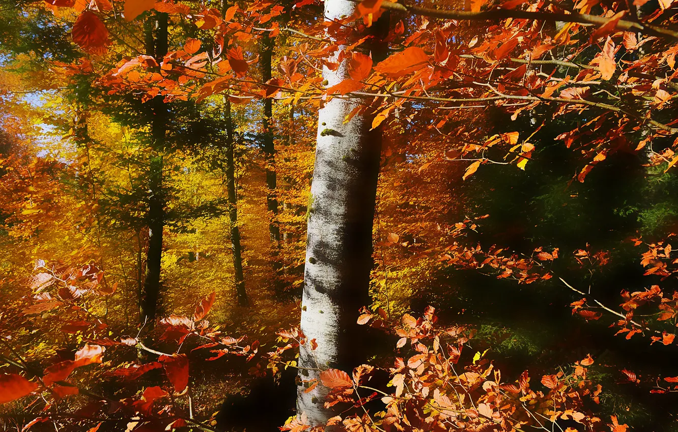 Photo wallpaper autumn, forest, leaves, rays, light, trees