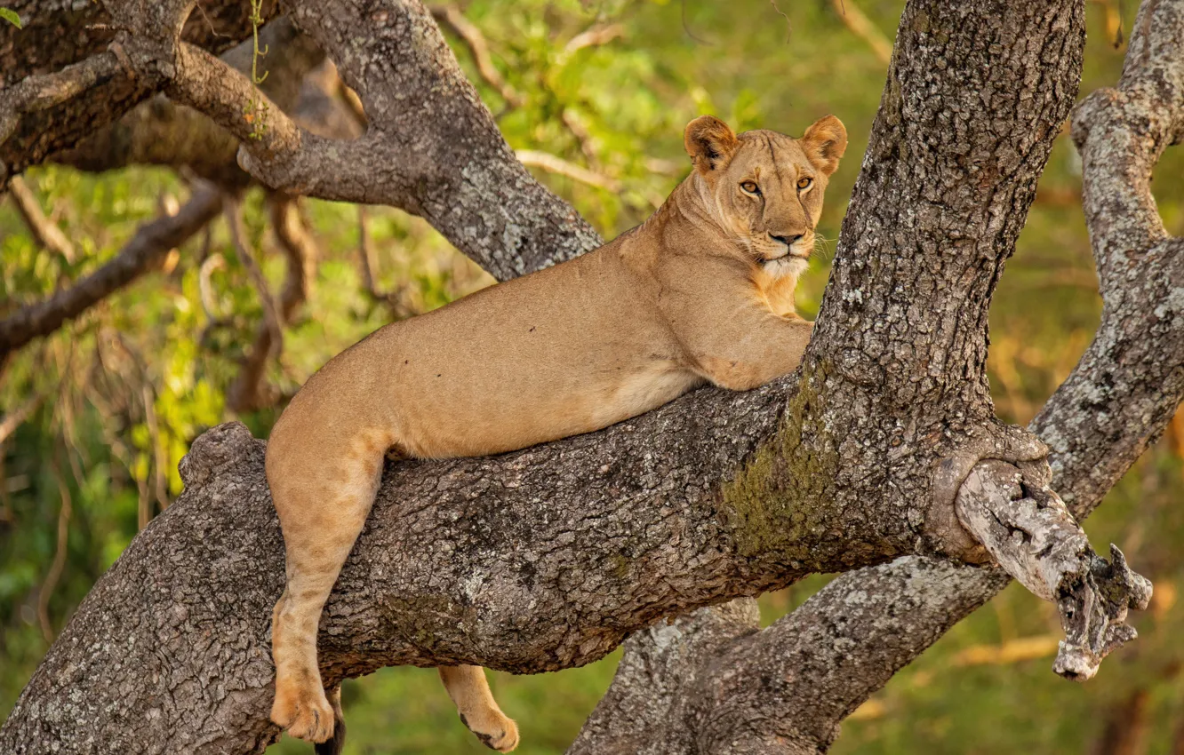 Photo wallpaper tree, stay, lioness, wild cat, on the tree