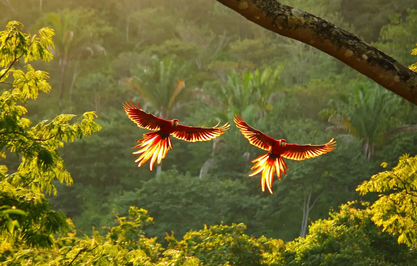 Photo wallpaper trees, flight, nature, animal, bird, plant, jungle, trees