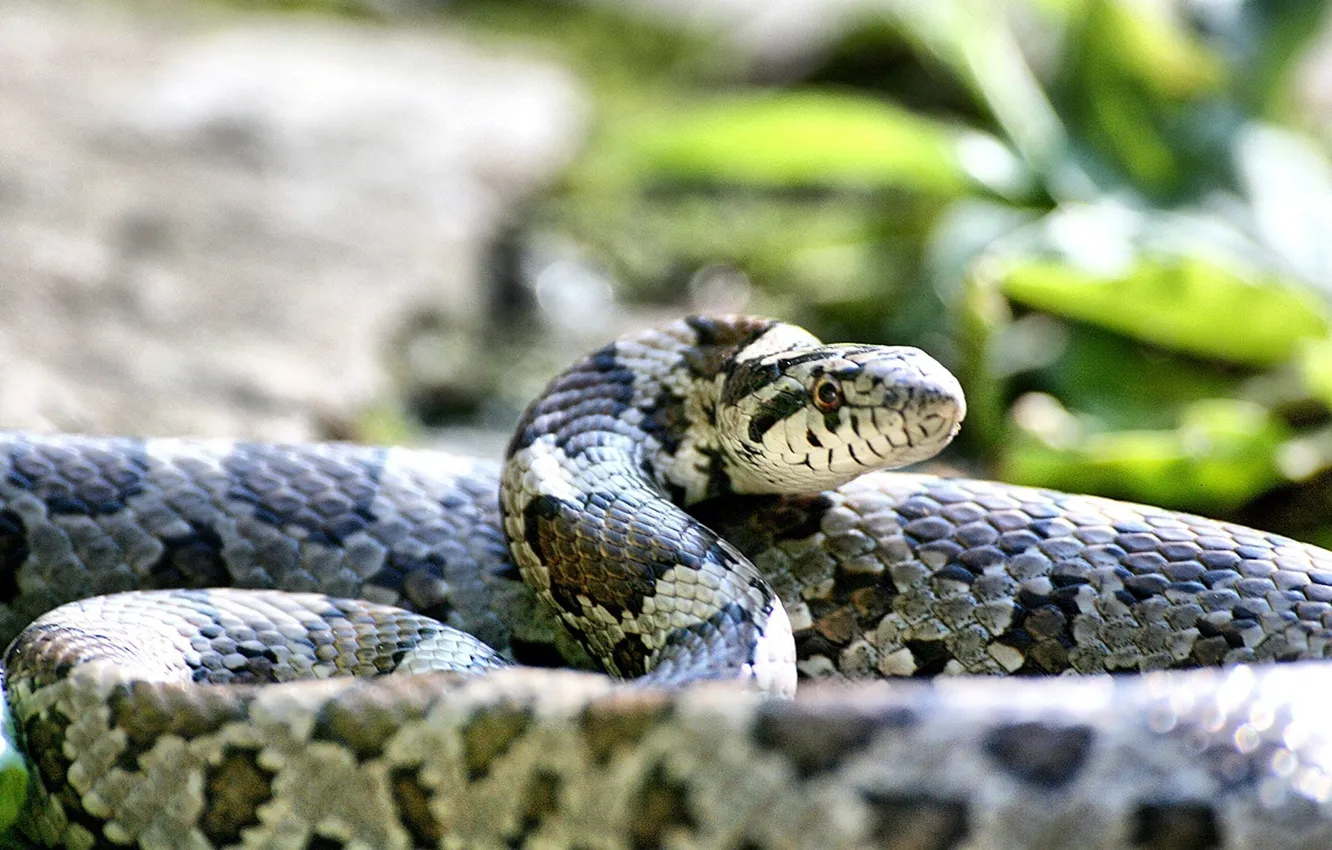 Photo wallpaper Snake, animal, animal one