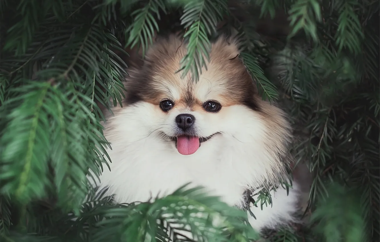 Photo wallpaper look, pose, dog, face, Spitz