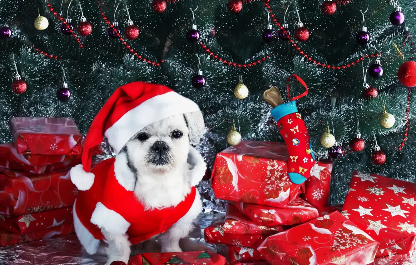 Photo wallpaper look, each, holiday, dog