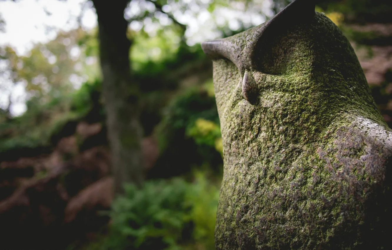 Photo wallpaper forest, owl, moss, statue