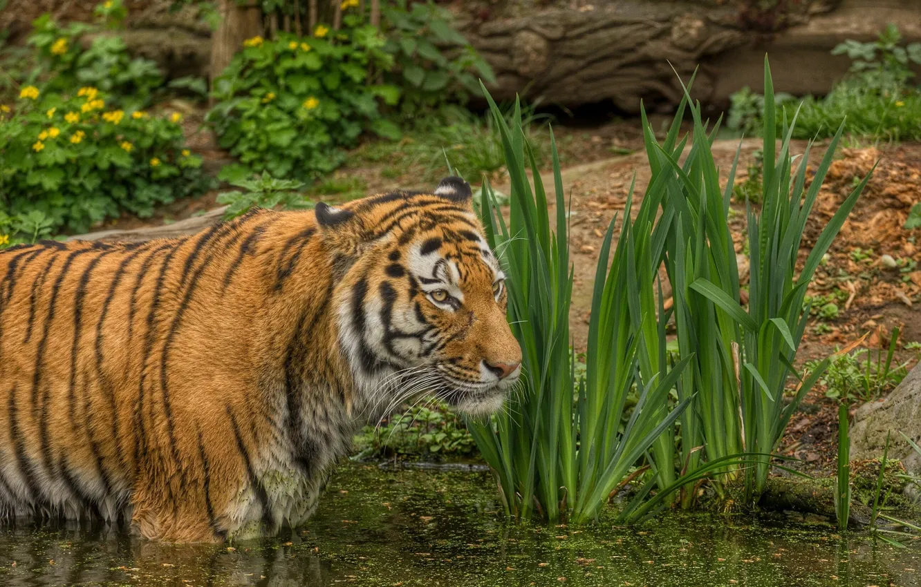 Photo wallpaper tiger, pond, predator, bathing, wild cat
