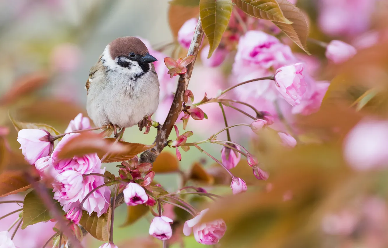 Photo wallpaper branches, nature, Sparrow, flowering, bird