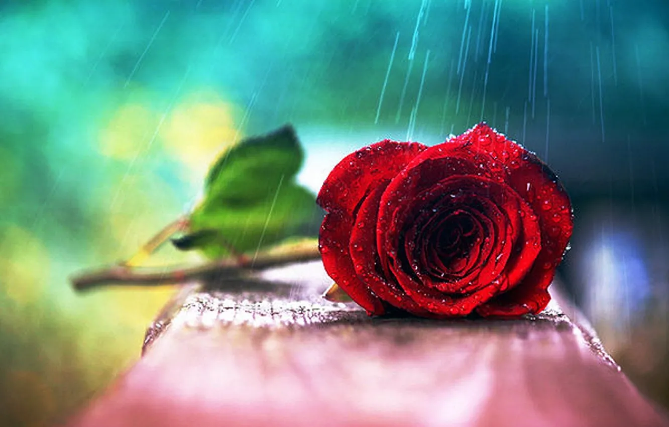 Photo wallpaper red, wet, leaves, water drops, roses, wonderful