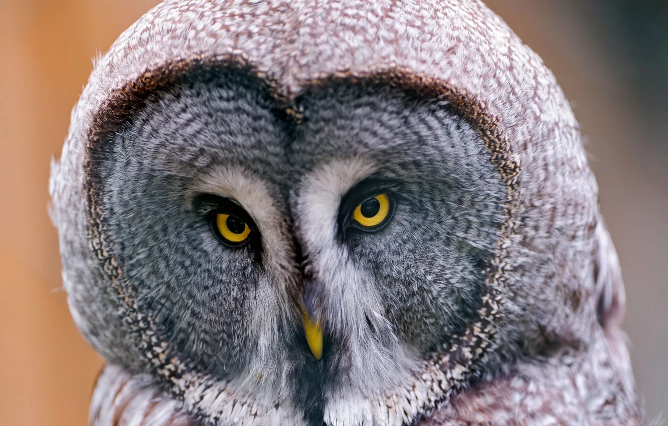 Photo wallpaper owl, Lapland Owl, great grey owl, Great Grey Owl