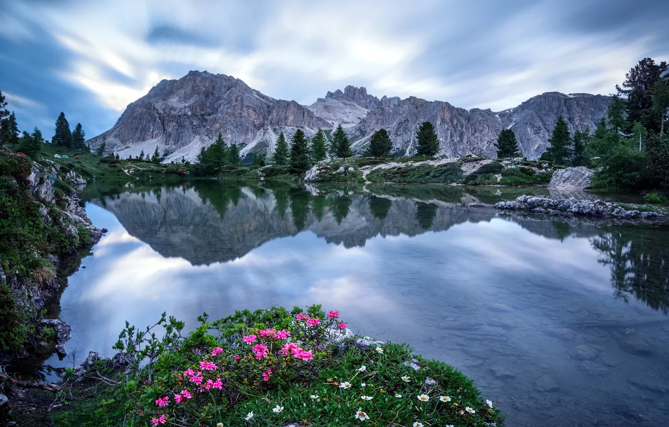 Photo wallpaper flowers, mountains, lake