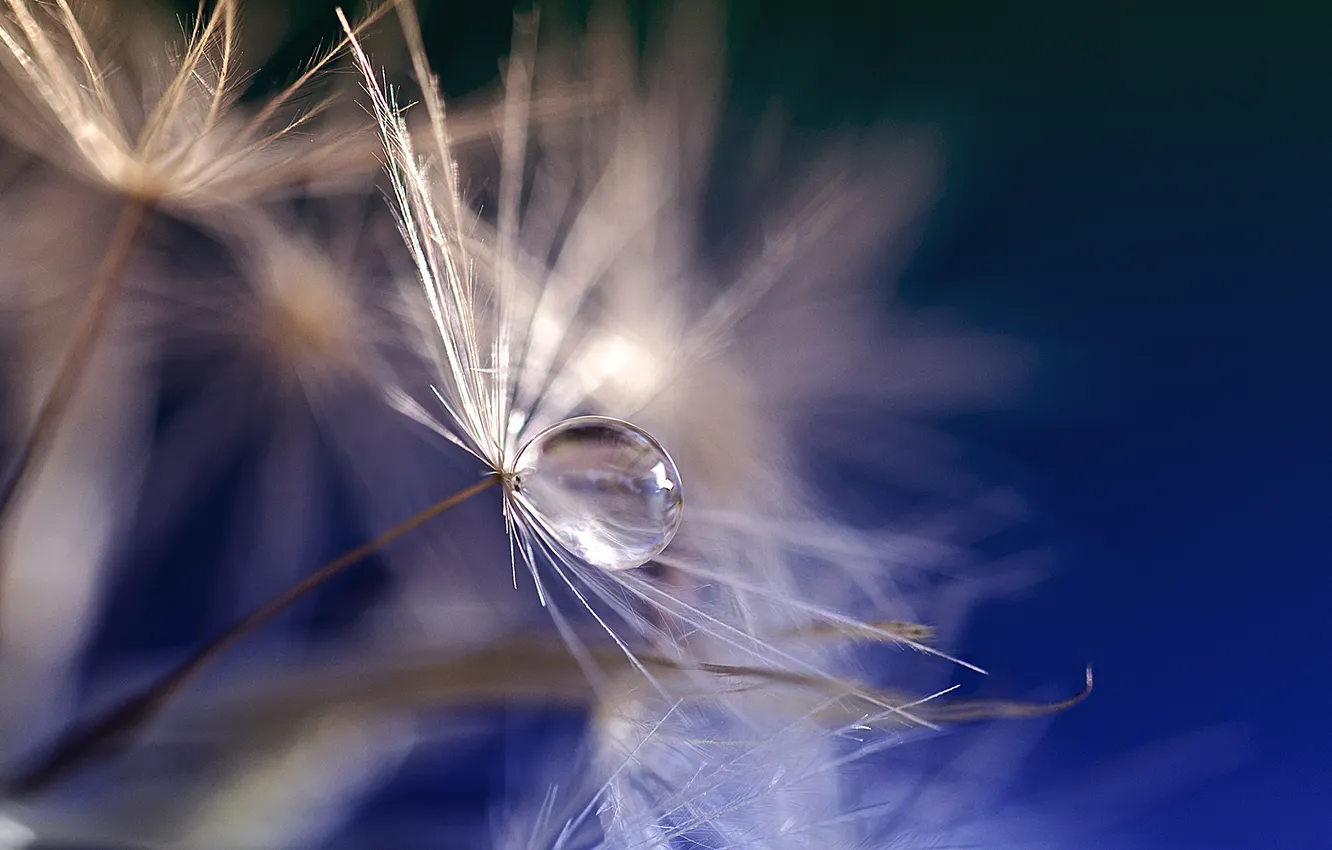 Photo wallpaper drops, dandelion, seeds, fluff, parashutik