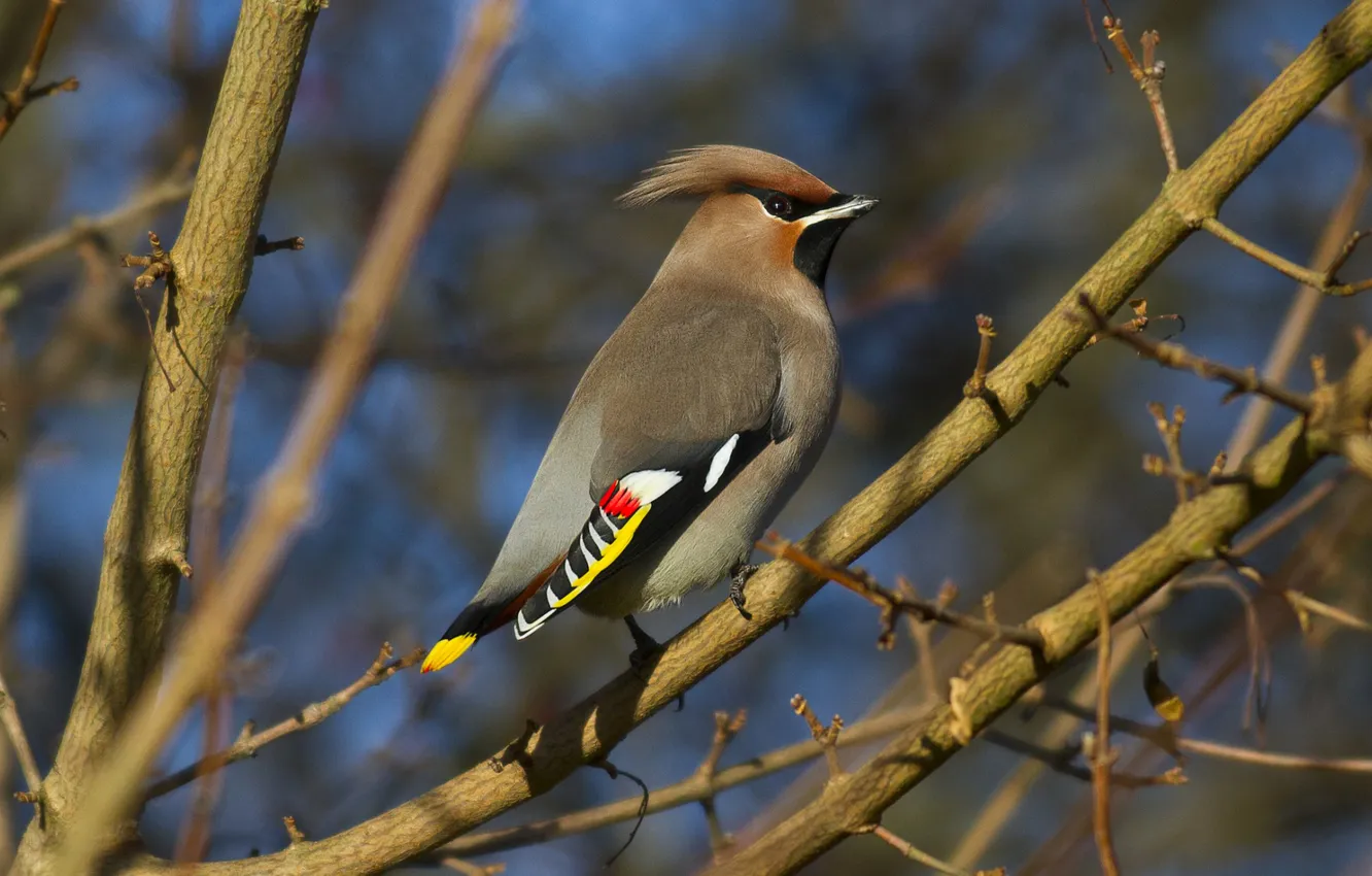 Photo wallpaper trees, branches, bird, color