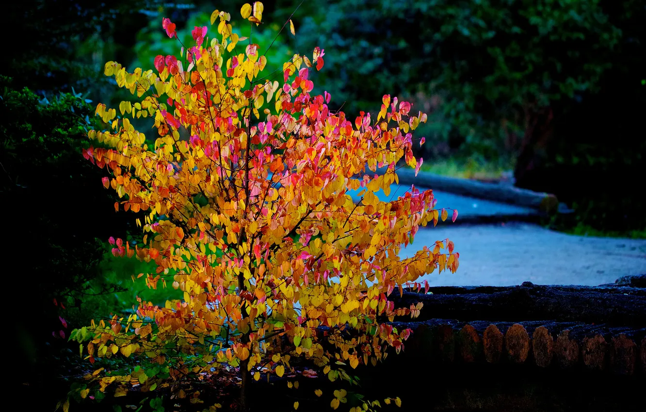 Photo wallpaper autumn, leaves, trees, river