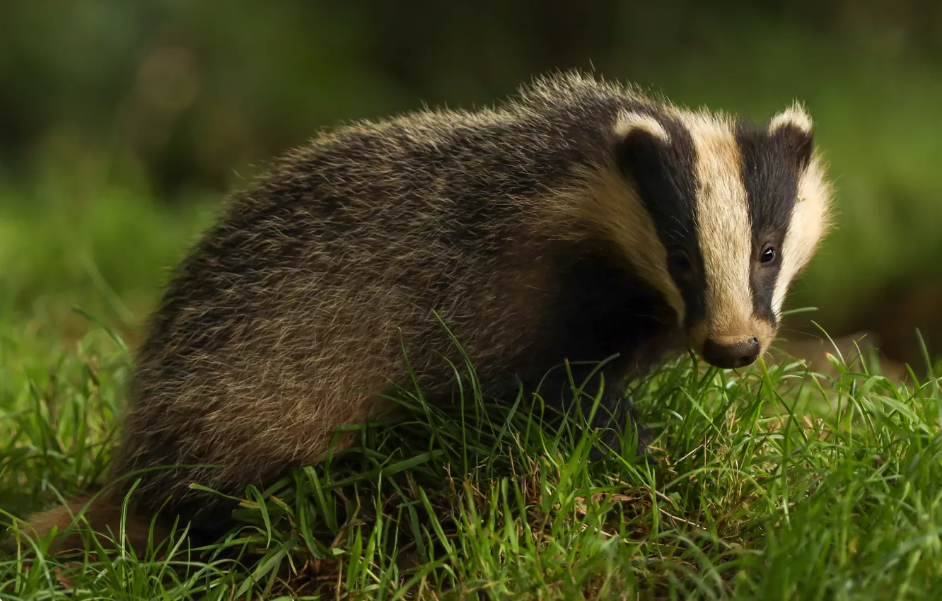 Photo wallpaper grass, look, face, glade, badger