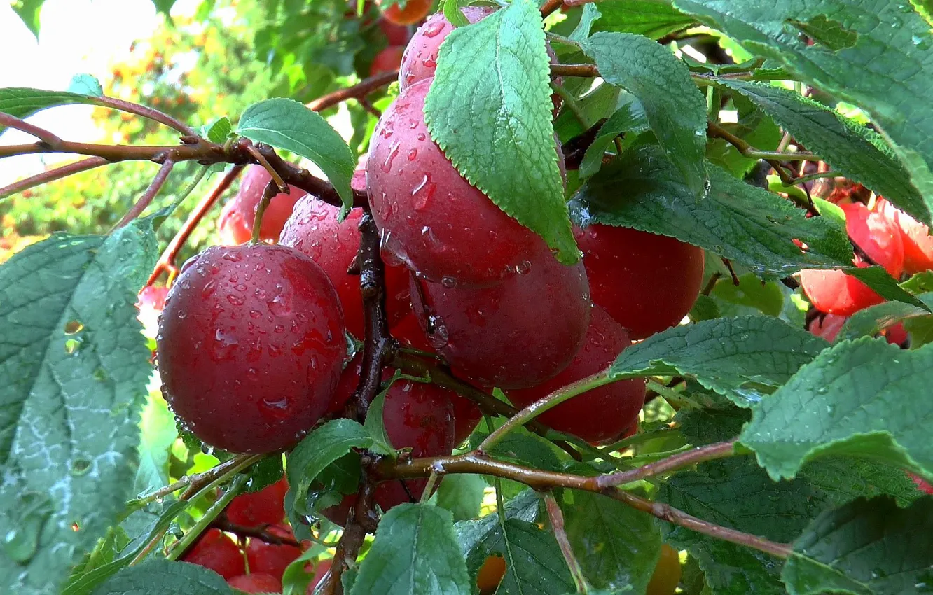 Photo wallpaper summer, fruit, drain, August