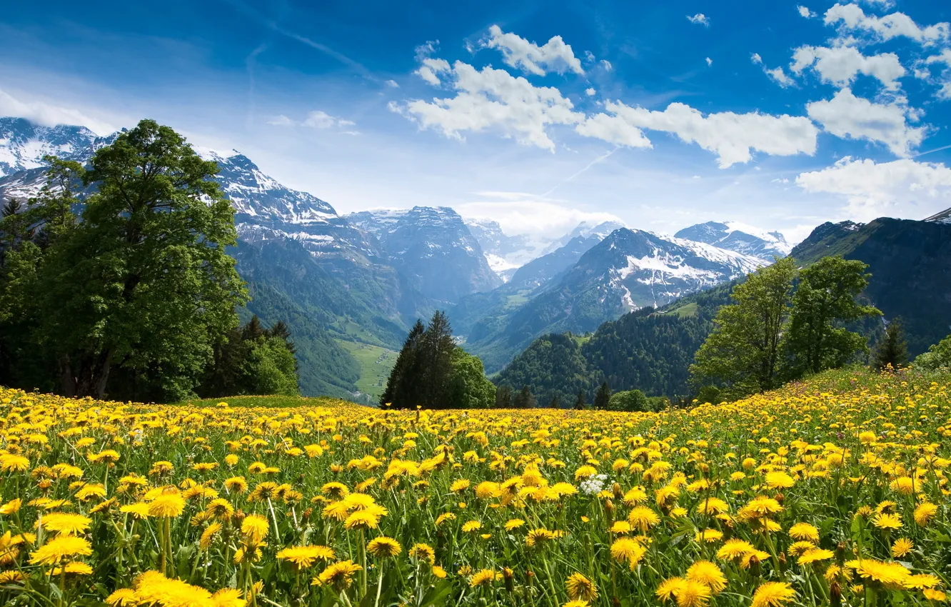 Photo wallpaper forest, the sky, grass, clouds, mountains
