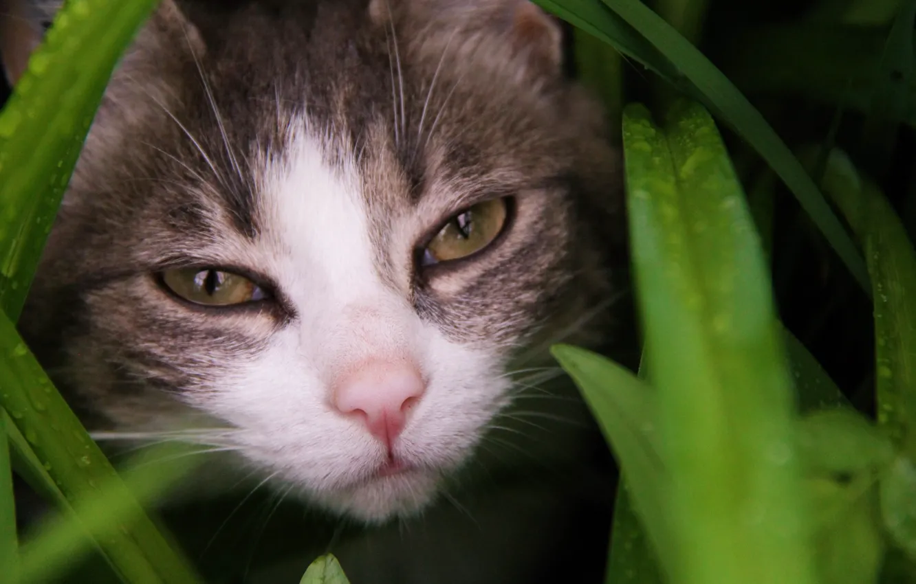 Photo wallpaper grass, eyes, cat, look, Koshak