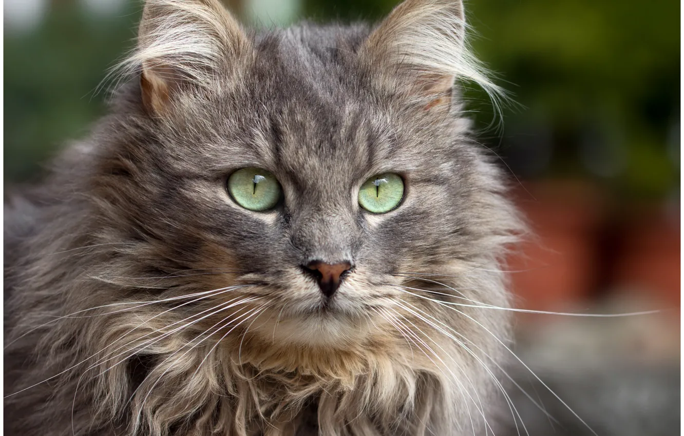 Photo wallpaper cat, cat, grey, background, widescreen, Wallpaper, hairy, wallpaper
