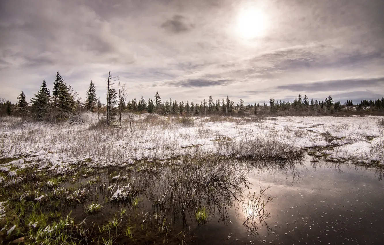 Photo wallpaper forest, snow, nature