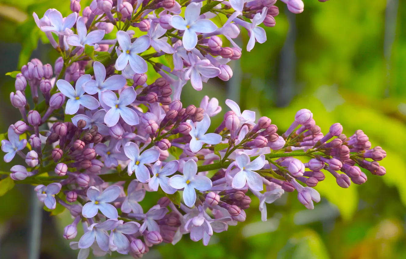 Photo wallpaper flower, spring, lilac