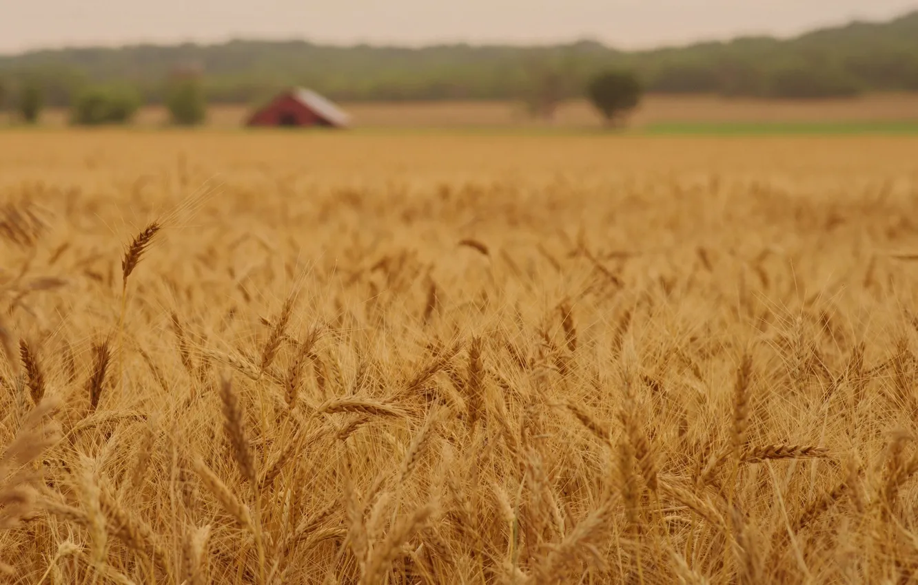 Photo wallpaper wheat, field, macro, nature, background, widescreen, Wallpaper, rye