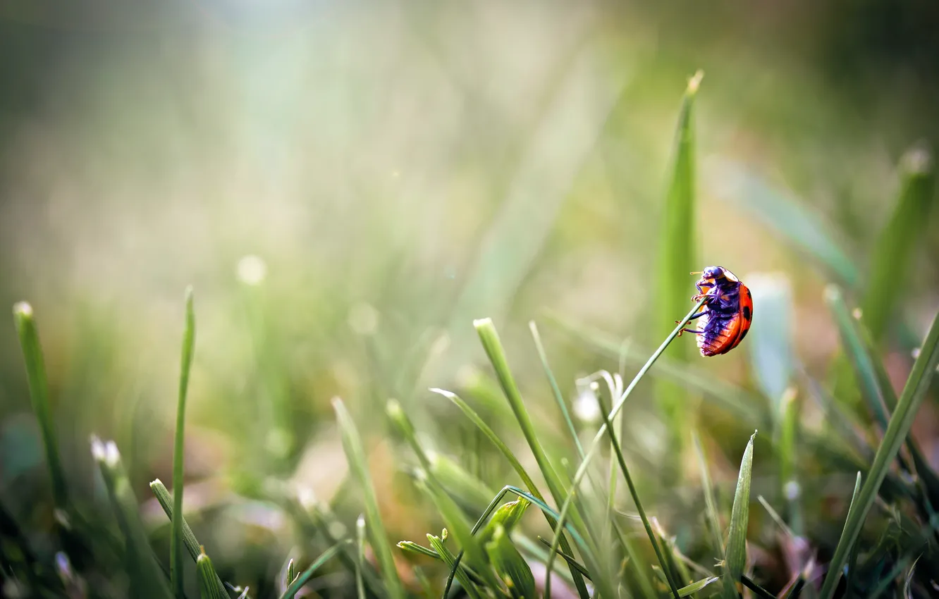 Photo wallpaper grass, macro, ladybug, beetle