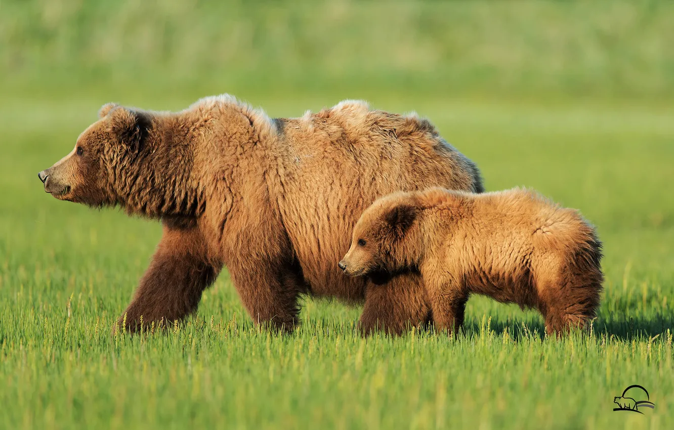 Photo wallpaper grass, bears, bears, bear