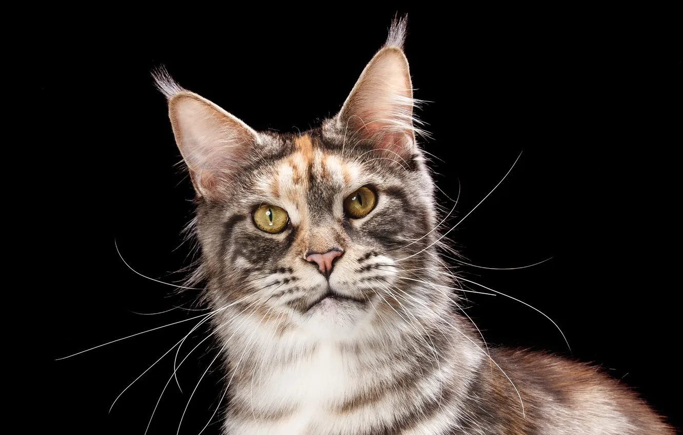Photo wallpaper cat, cat, look, portrait, muzzle, black background, Maine Coon, Natalia Lays